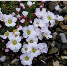 Saxifraga 'Teide' - lomikameň 'Teide'