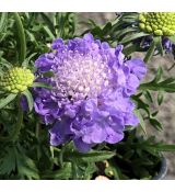 Scabiosa japonica 'Blue Note' - hlaváč japonský 'Blue Note'