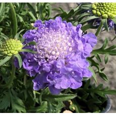 Scabiosa japonica 'Blue Note' - hlaváč japonský 'Blue Note'