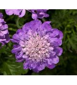 Scabiosa 'Vivid Violet' - hlaváč 'Vivid Violet'