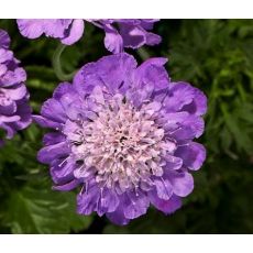 Scabiosa 'Vivid Violet' - hlaváč 'Vivid Violet'