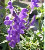 Scutellaria baicalensis - šišak bajkalský