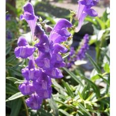 Scutellaria baicalensis - šišak bajkalský