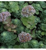 Sedum anacampseros - rozchodník