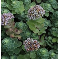 Sedum anacampseros - rozchodník