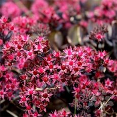 Sedum 'Bertram Anderson' - rozchodník 'Bertram Anderson'