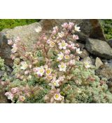 Sedum dasyphyllum - rozchodník hustolistý