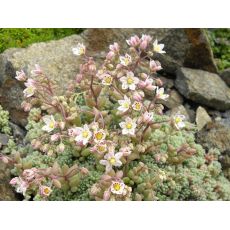 Sedum dasyphyllum - rozchodník hustolistý