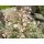 Sedum dasyphyllum - rozchodník hustolistý