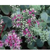 Sedum ewersii - rozchodník