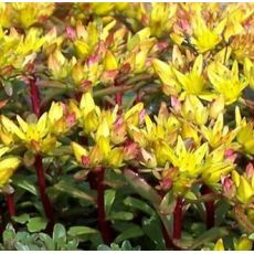 Sedum floriferum 'Weihenstephaner Gold' - rozchodník  'Weihenstephaner Gold'