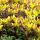 Sedum floriferum 'Weihenstephaner Gold' - rozchodník  'Weihenstephaner Gold'