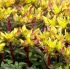 Sedum floriferum 'Weihenstephaner Gold' - rozchodník  'Weihenstephaner Gold'
