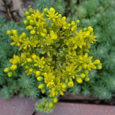 Sedum forsterianum 'Oracle' - rozchodník 'Oracle'