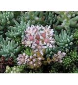 Sedum lydium 'Glaucum' - rozchodník 'Glaucum'