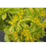 Sedum kamtschatikum 'The Edge' - rozchodník kamčatský 'The Edge'