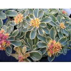 Sedum kamtschatikum 'Variegatum' - rozchodník kamčatský 'Variegatum'