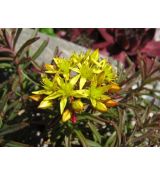 Sedum middendorfianum - rozchodník