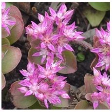 Sedum obtusifolium var. listoniae - rozchodník tupolistý
