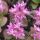 Sedum obtusifolium var. listoniae - rozchodník tupolistý