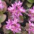 Sedum obtusifolium var. listoniae - rozchodník tupolistý