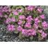 Sedum obtusifolium var. listoniae - rozchodník tupolistý