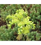 Sedum ochroleucum 'Nanum' - rozchodník bledožltý 'Nanum'