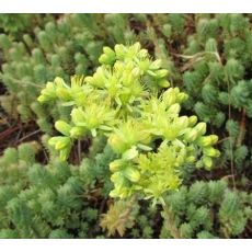 Sedum ochroleucum 'Nanum' - rozchodník bledožltý 'Nanum'
