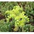 Sedum ochroleucum 'Nanum' - rozchodník bledožltý 'Nanum'