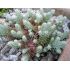 Sedum ochroleucum 'Nanum' - rozchodník bledožltý 'Nanum'