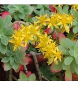 Sedum palmeri - rozchodník