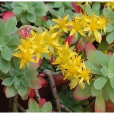 Sedum palmeri - rozchodník
