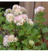 Sedum populifolium - rozchodník