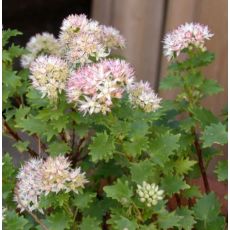 Sedum populifolium - rozchodník