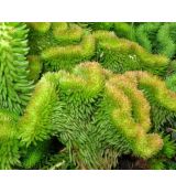 Sedum reflexum 'Cristatum' - rozchodník skalný 'Cristatum' (syn. Sedum rupestre 'Cristatum')