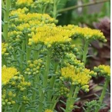 Sedum reflexum 'Green Spruce' - rozchodník skalný 'Green Spruce' (syn. Sedum rupestre 'Green Spruce')