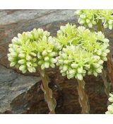 Sedum sediforme - rozchodník