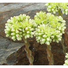 Sedum sediforme - rozchodník