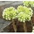 Sedum sediforme - rozchodník