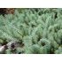 Sedum sediforme - rozchodník