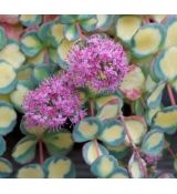 Sedum sieboldii 'Mediovariegatum' - rozchodník sieboldov 'Mediovariegatum'