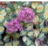 Sedum sieboldii 'Mediovariegatum' - rozchodník sieboldov 'Mediovariegatum'