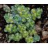 Sedum sieboldii 'Mediovariegatum' - rozchodník sieboldov 'Mediovariegatum'