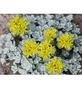 Sedum spathulifolium 'Cape Blanco' - rozchodník lopatkovitolistý 'Cape Blanco'