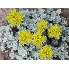 Sedum spathulifolium 'Cape Blanco' - rozchodník lopatkovitolistý 'Cape Blanco'