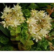Sedum spurium 'Album Superbum' - rozchodník pochybný 'Album Superbum'