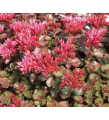 Sedum spurium 'Fuldaglut' - rozchodník pochybný 'Fuldaglut'