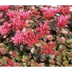 Sedum spurium 'Fuldaglut' - rozchodník pochybný 'Fuldaglut'