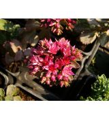 Sedum spurium 'Schorbuser Blut' - rozchodník pochybný 'Schorbuser Blut'