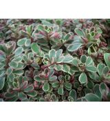 Sedum spurium 'Tricolor' - rozchodník pochybný 'Tricolor'